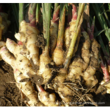 High quality fresh ginger with competitive export price